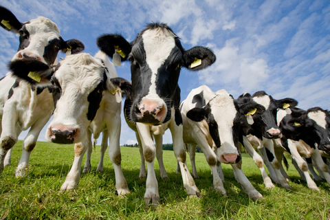 Collective nouns: Herd of Cows