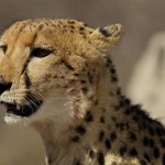 cheetah portrait, Botswana