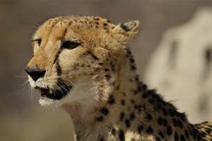 cheetah portrait, Botswana