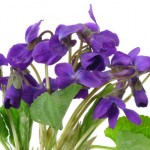 http://www.dreamstime.com/royalty-free-stock-photo-violets-isolated-white-background-image13701965